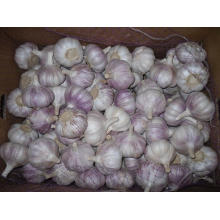 Good Quality White Garlic